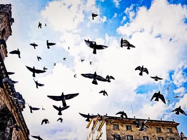 Parvada de aves en vuelo contra un cielo azul con nubes, entre dos edificios