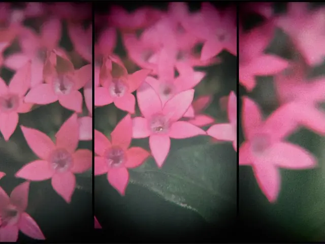 Flores rosas en primer plano, en un tríptico con viñeteado oscuro